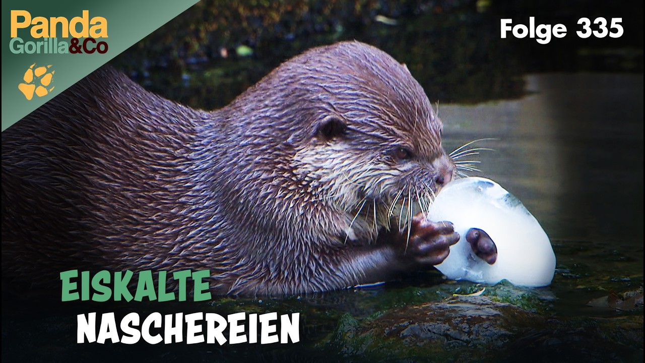 Im Zoo gibt es immer etwas zu entdecken: Von alte Eisbären bis zu Zwergotter | Panda, Gorilla & Co.