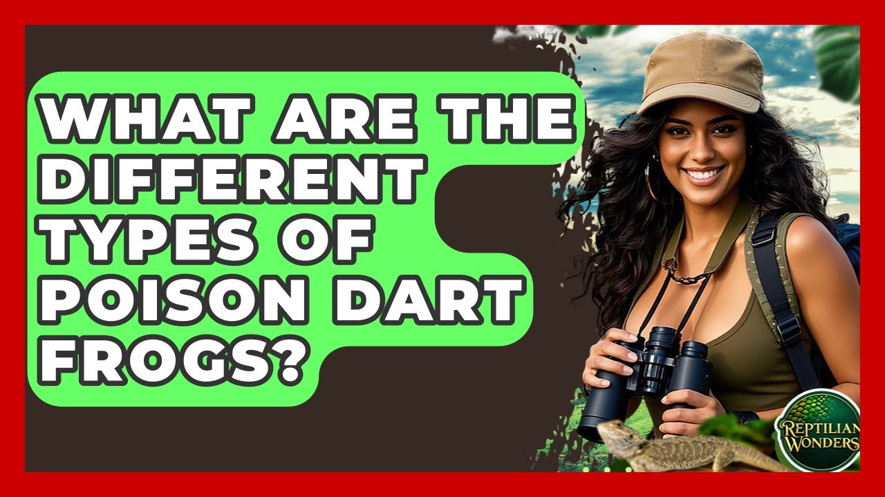 What Are The Different Types Of Poison Dart Frogs? - Reptilian Wonders