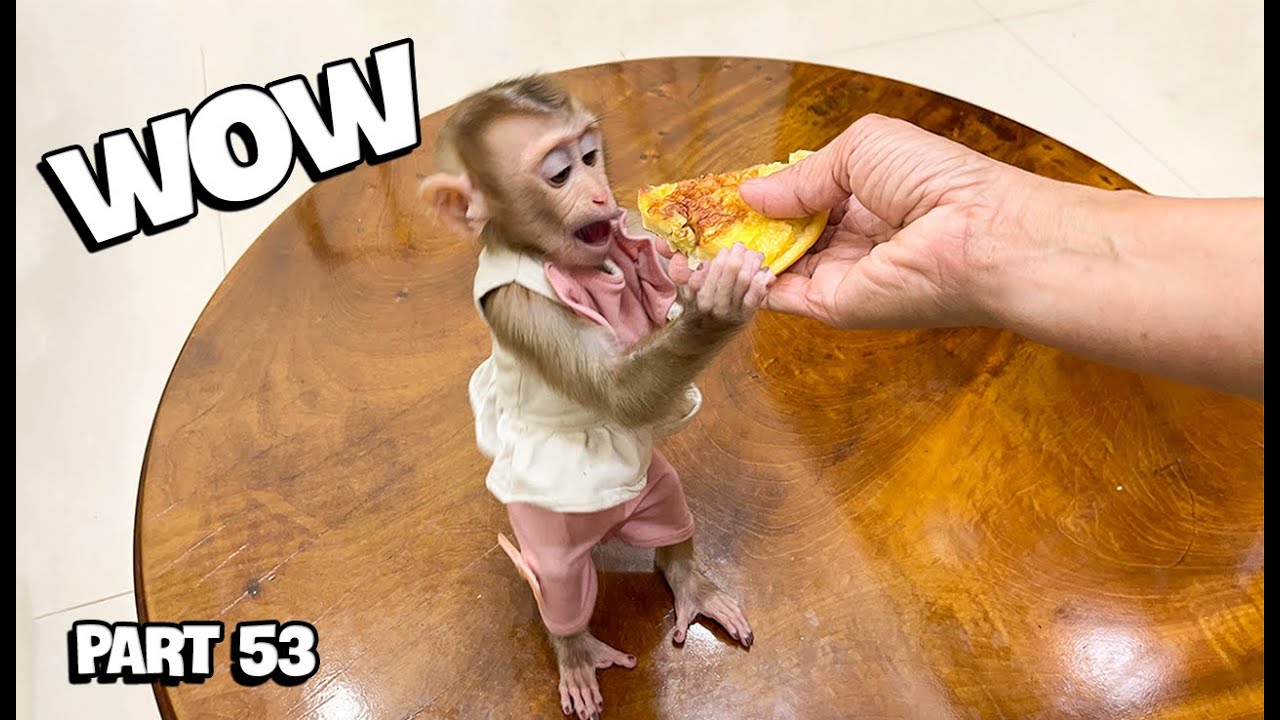 YuYu Monkey Family's Cutest Videos! Part 53