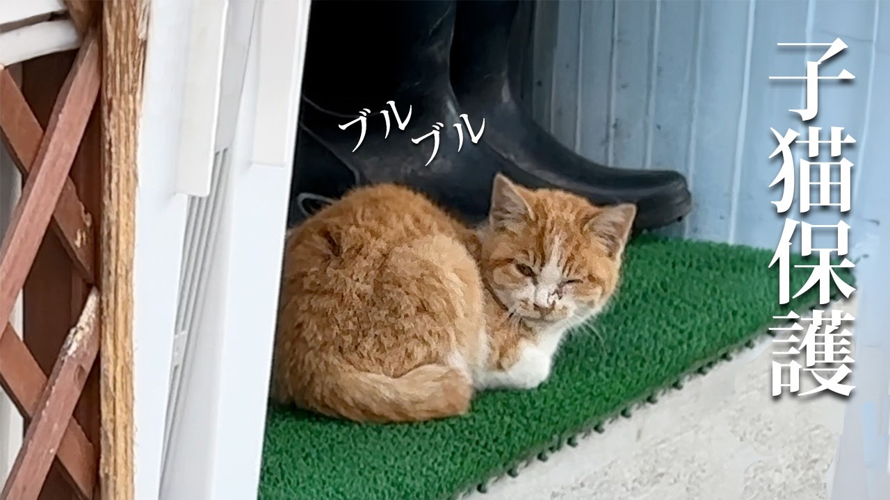 寒空の下捨てられた子猫を保護しました