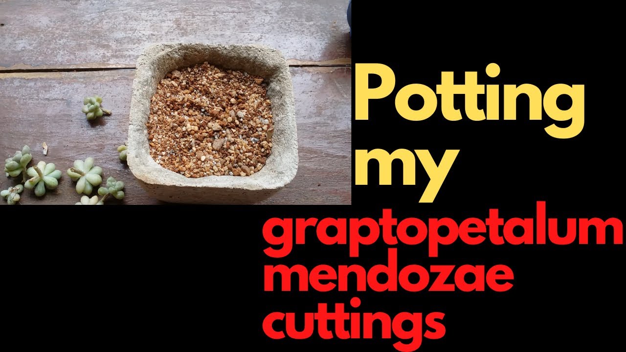 || POTTING MY GRAPTOPETALUM MENDOZAE CUTTINGS ||
