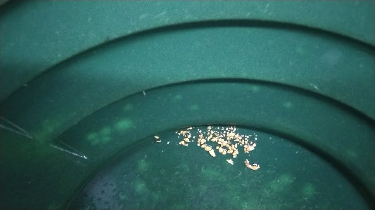 Самородно злато - още хубави цепнатини и още хубаво злато/ River trap for gold 7 in Bulgaria