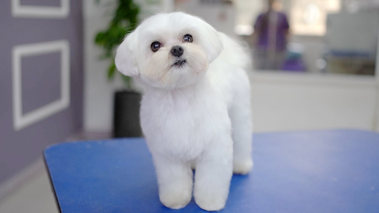 Стрижка мальтезе на 7 лет ✂️❤️🐶 Теперь я выгляжу на 5 лет моложе!!