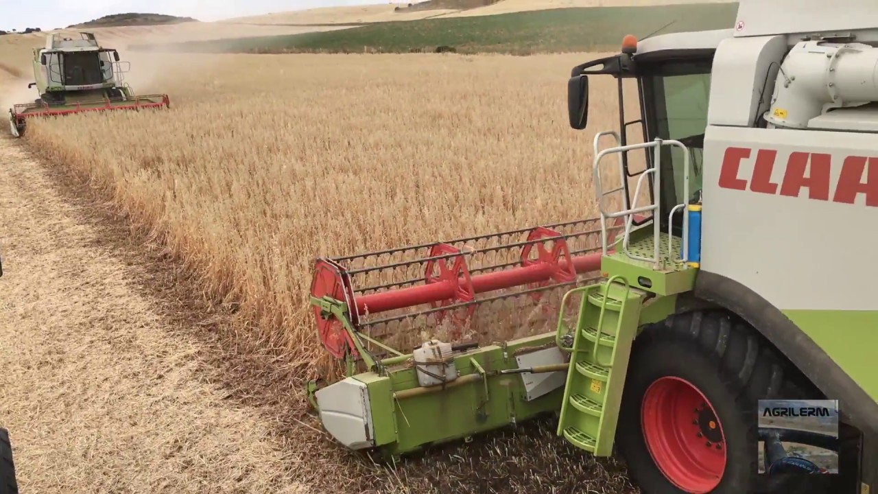 Cosecha de cereal 2016//Harvest 2016 (Claas Lexion 650&540)
