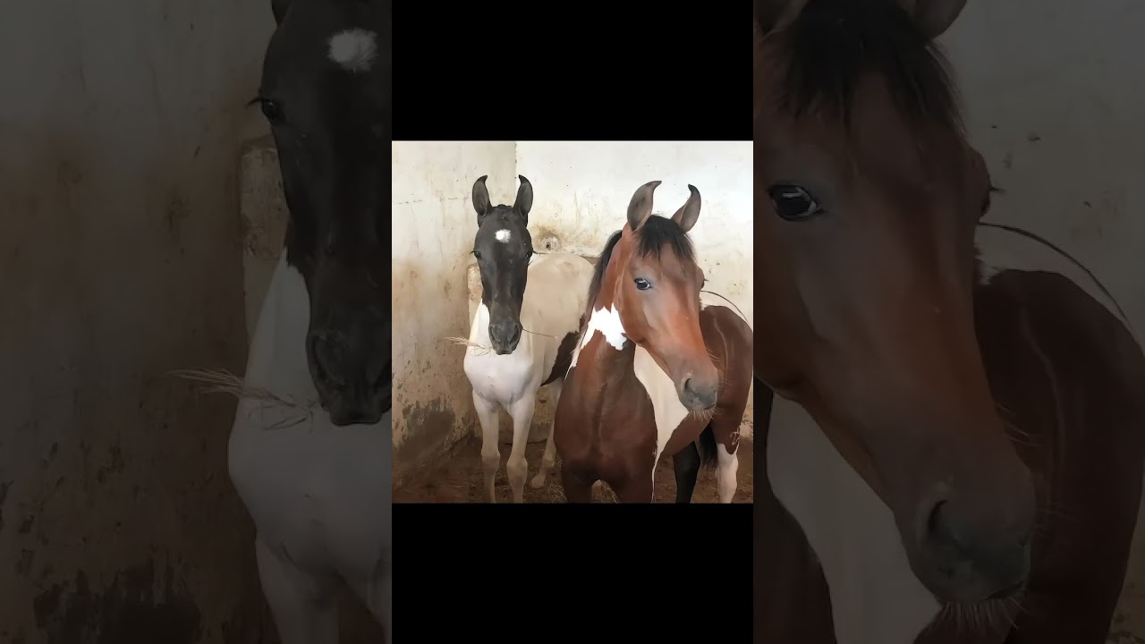 Potra pampa de preto, Potro pampa castanho, pura gen&eacute;tica da marcha-picada!❤️🐎🐎😍🫶👏🏻👏🏻🤩