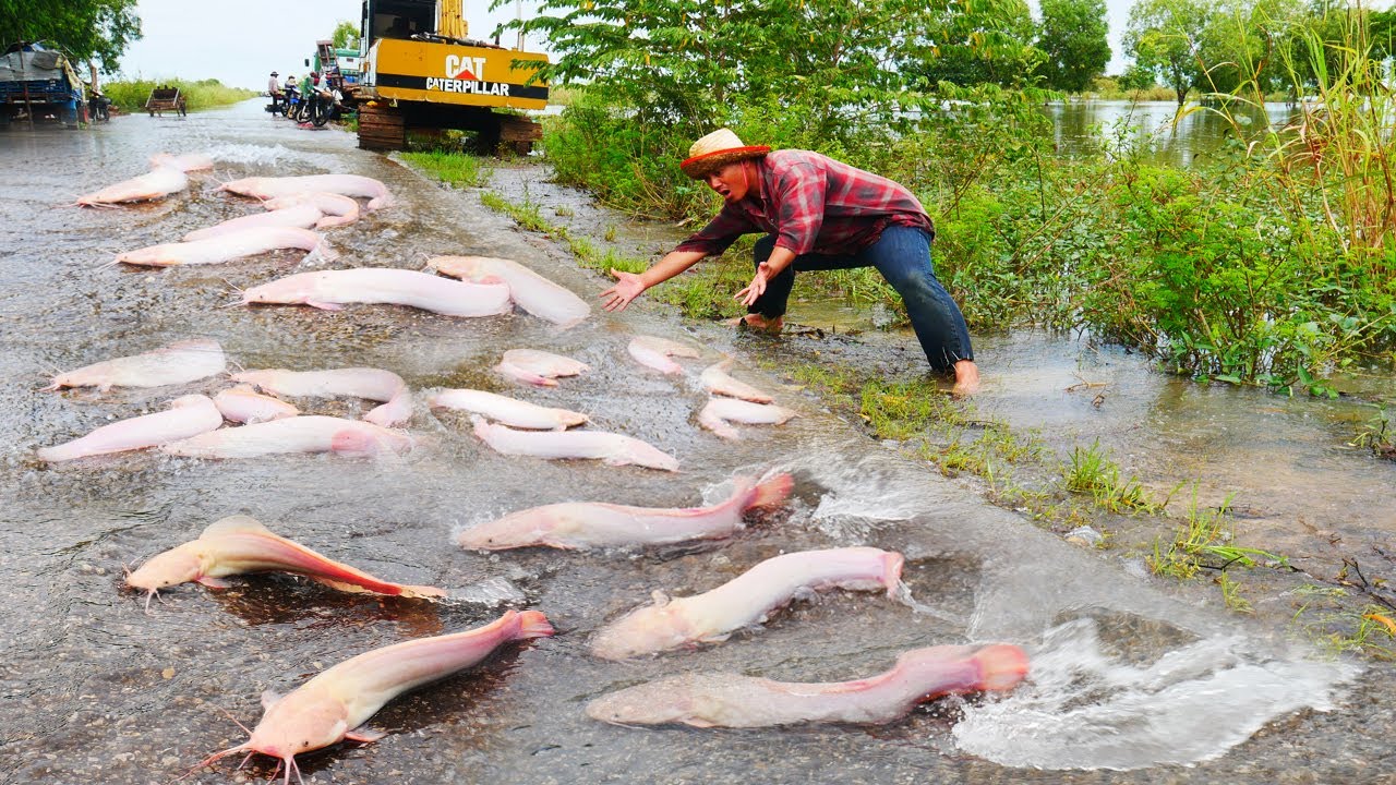 I found lots of redfish swimming on the national road in flooded!