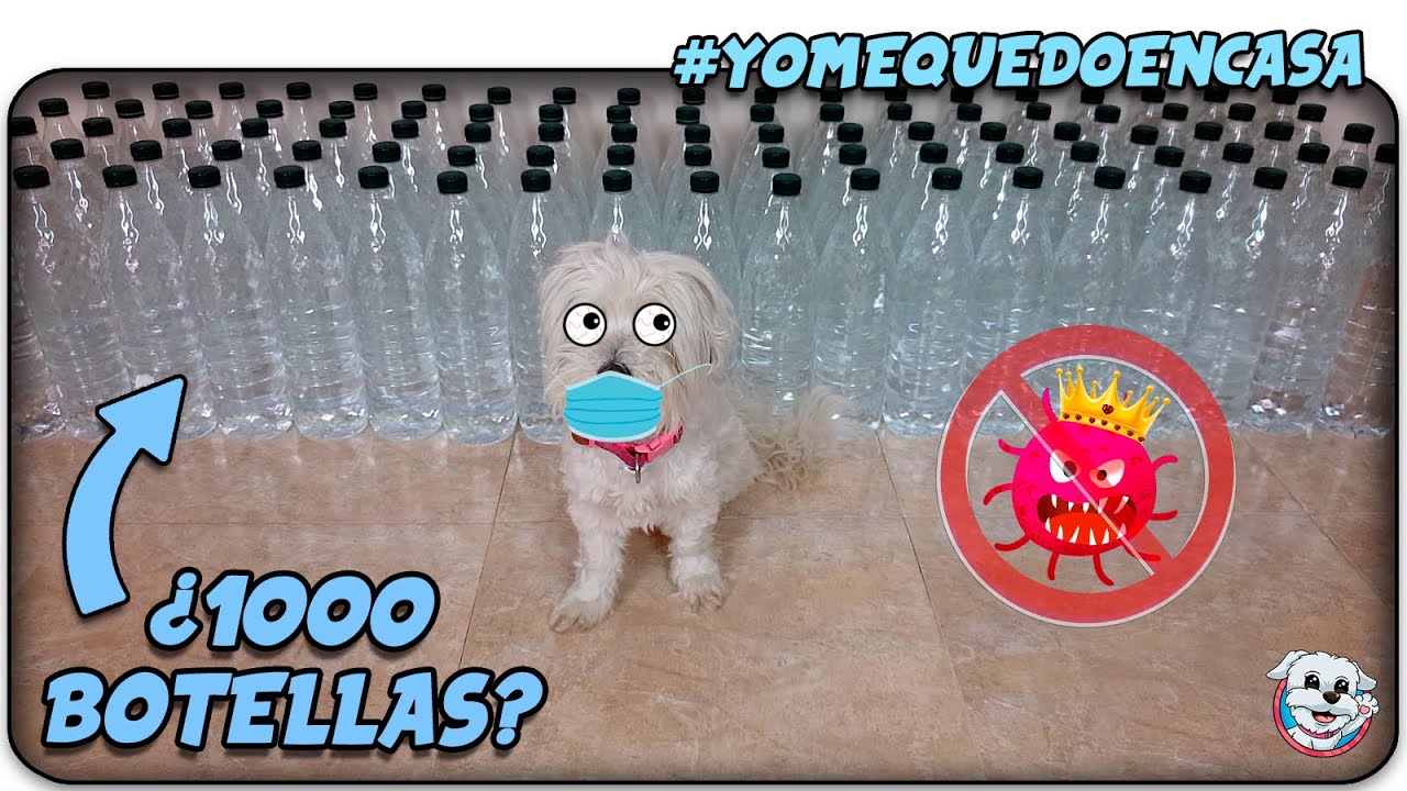 RETOS para Aguantar la CUARENTENA!😷 Juega con Tu PERRO en CASA!🐶 Anima Dogs