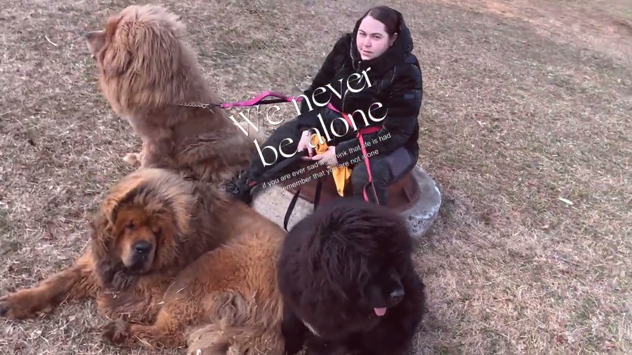 3 Tibetan  mastiff surroundings  there mom