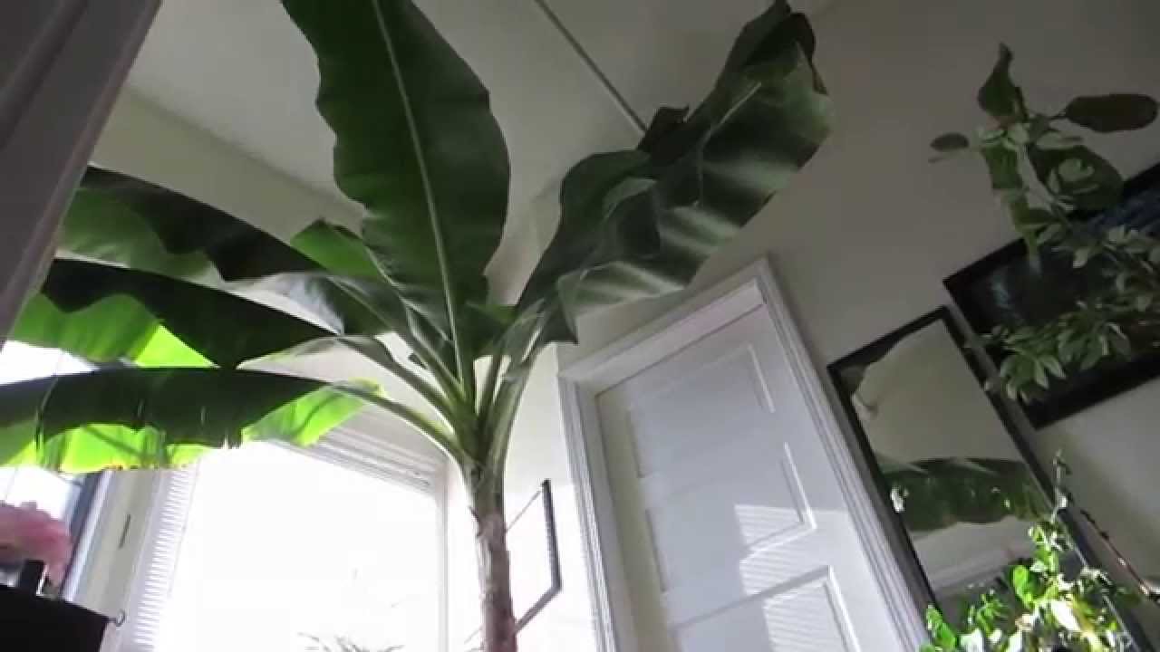 Banana Tree & Pup - Grown Indoors - Grand Nain variety