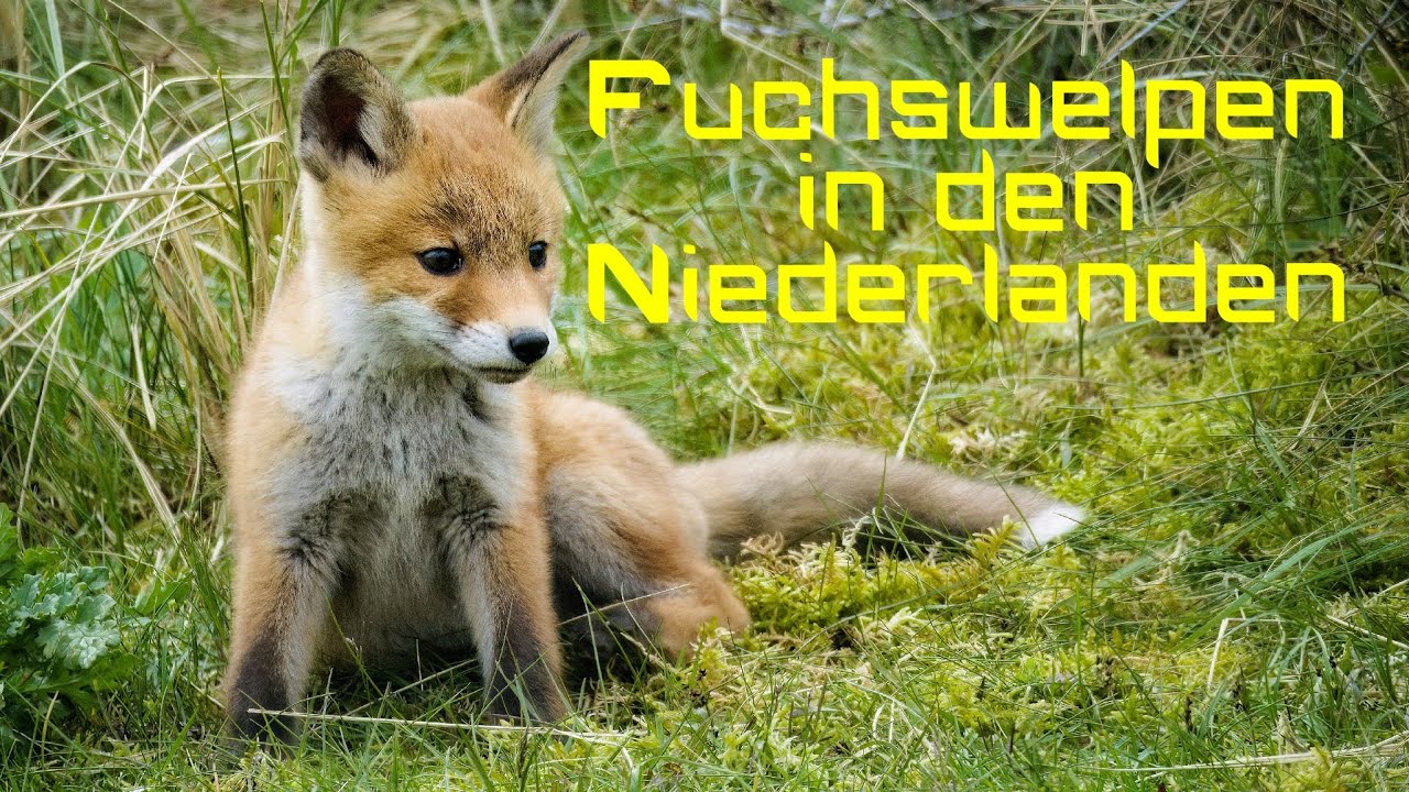 Fuchswelpen in den Niederlanden