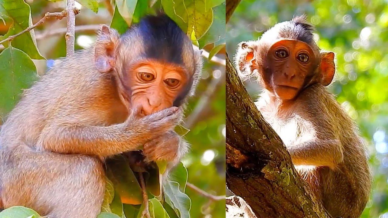 Young monkeys try to find food on tall trees and play