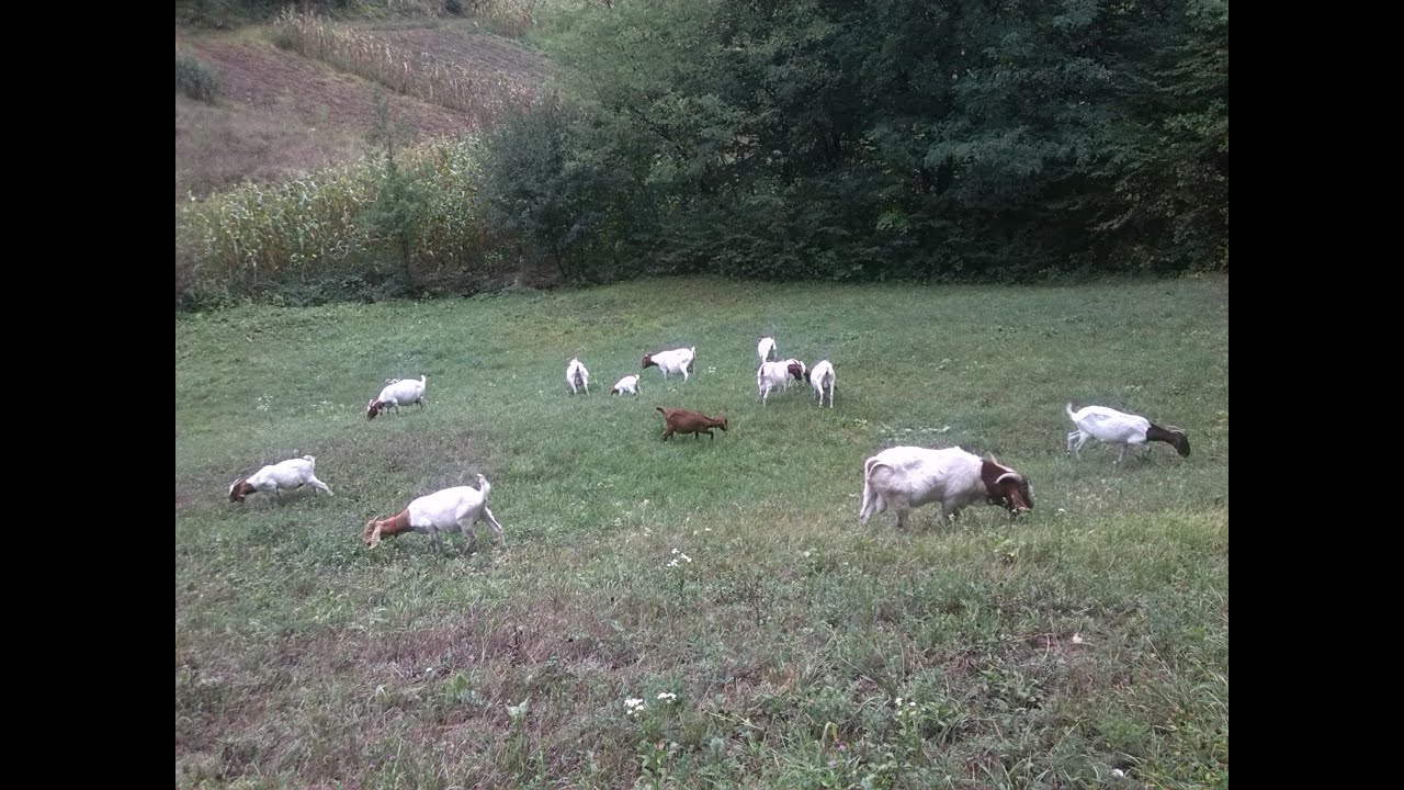 Burske koze