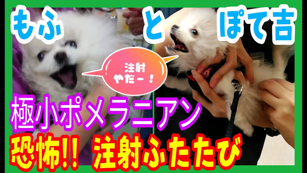 【絶叫×2】注射ふたたび！極小ポメラニアン２匹の病院注射シーン。Pomeranian puppy crying in the injection