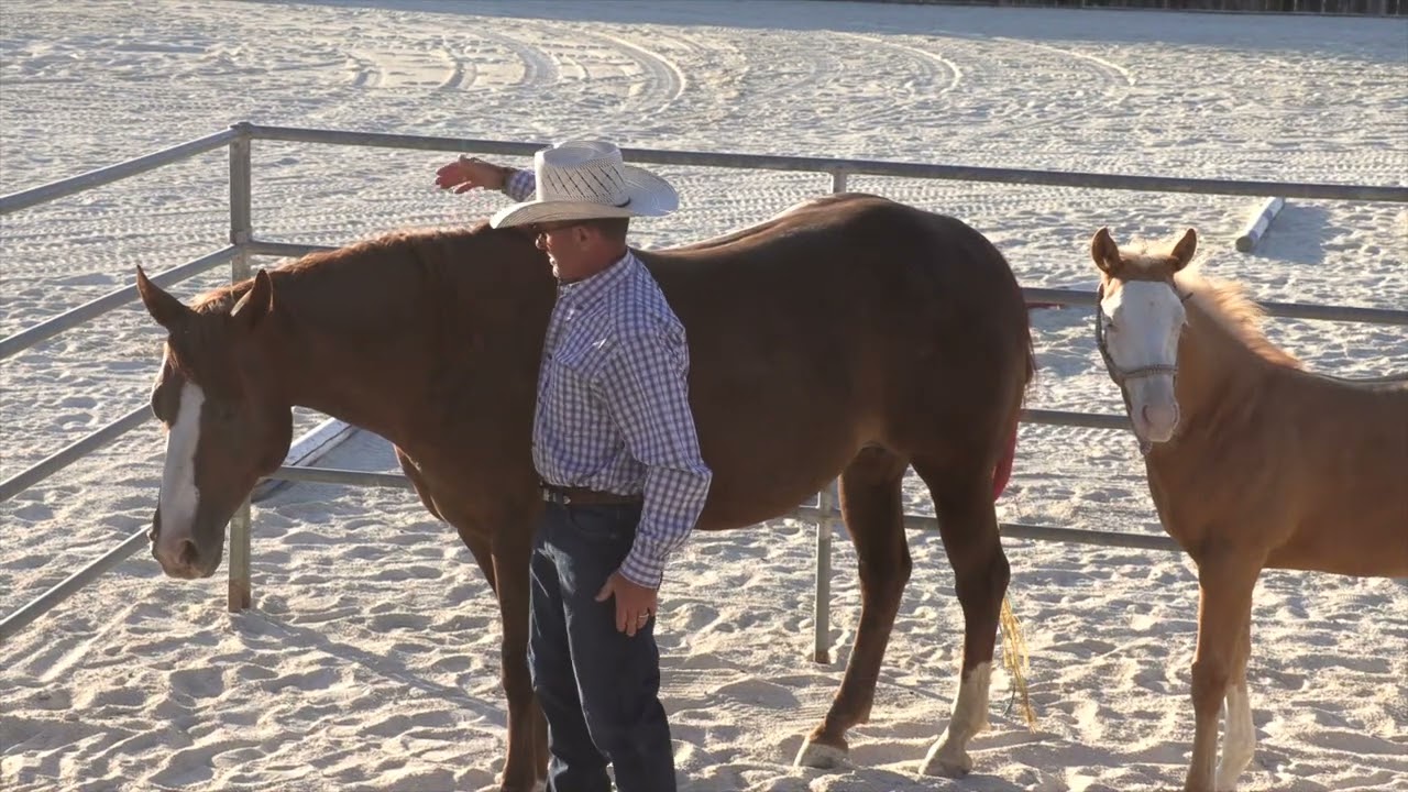 Haltering our foal Bodhi for the first time.