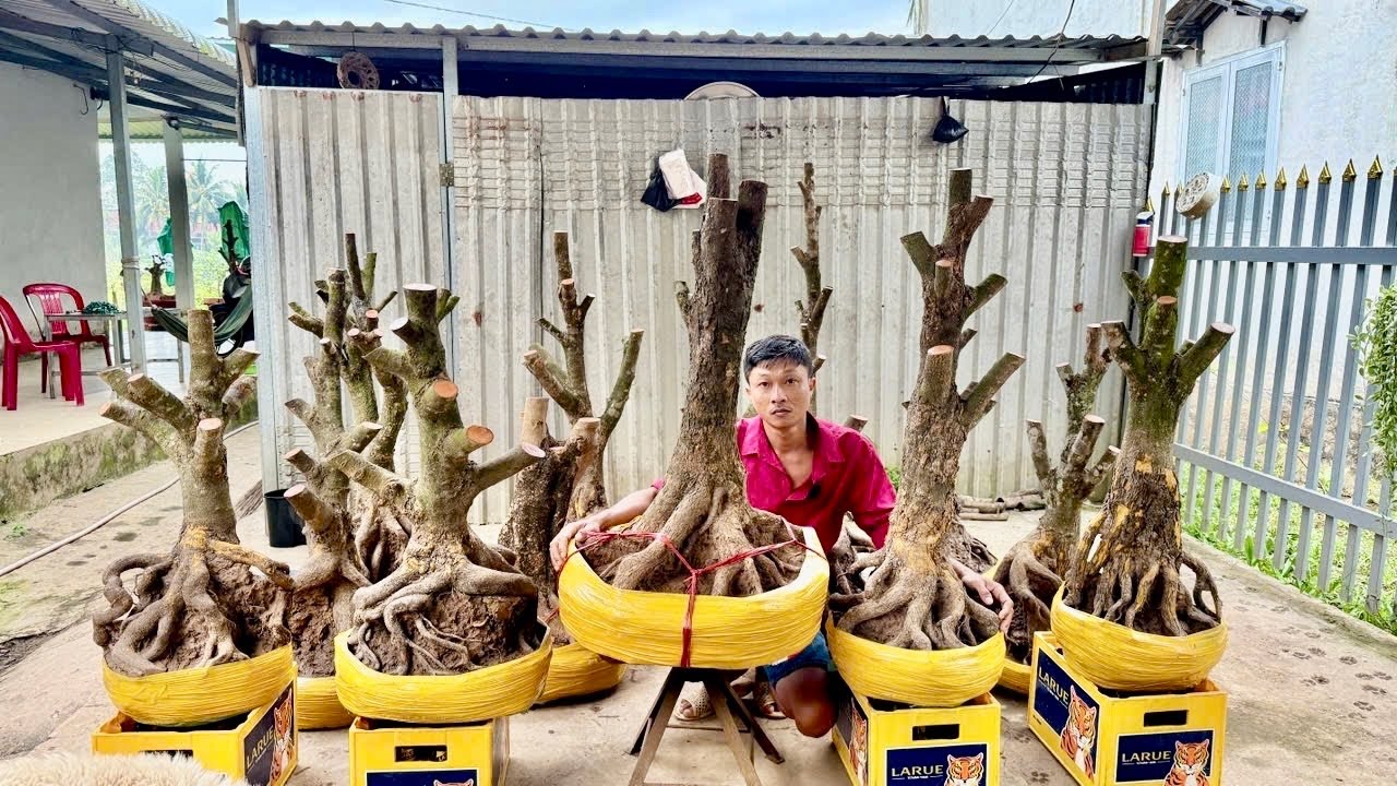 PH&Ocirc;I MAI V&Agrave;NG ng&agrave;y 20/O3/2026 (#O8669O1747 NG&Acirc;N ) PH&Ocirc;I MAI V&Agrave;NG -  @bonsai Can Tho