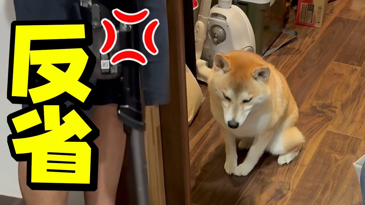 泣きながら落ち込む柴犬がこの後まさかの行動に…