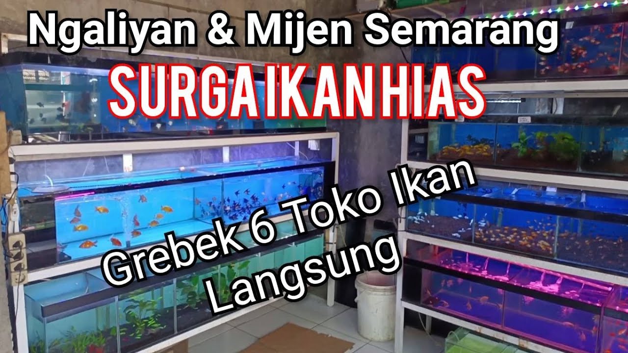 Review 6 Toko Ikan Hias di Ngaliyan dan Mijen Semarang