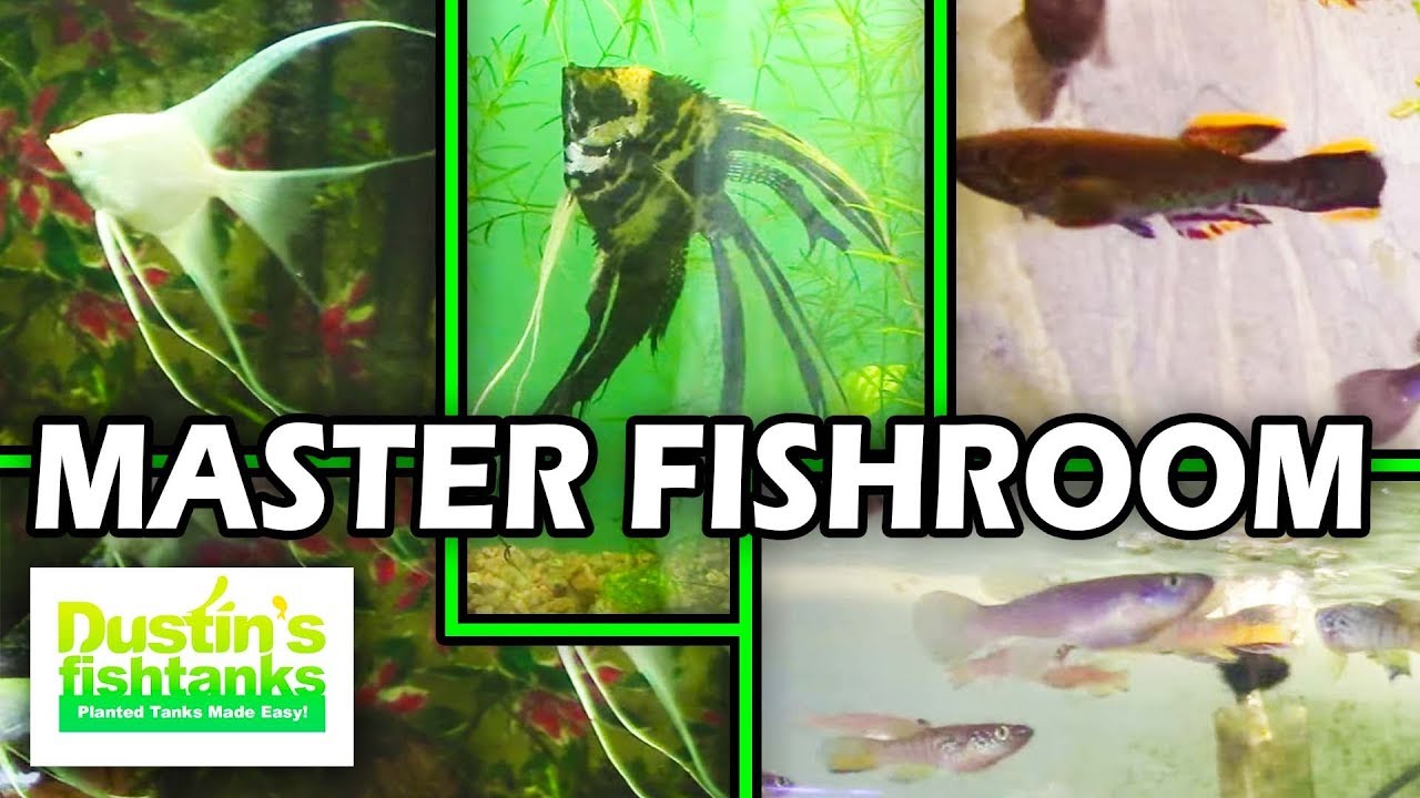 Fishroom of a Legend Tory Brown's Fishroom tour,  Amazing Fish room setup