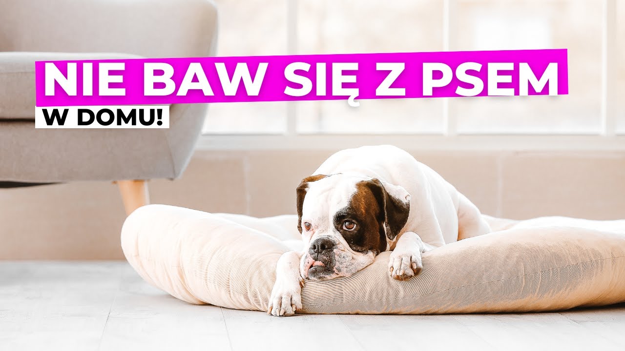 NIE baw się z psem w domu!