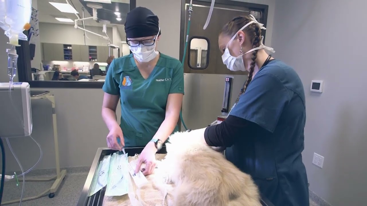 Gentle Vet Social Media Video A Rewarding Day at Gentle Vet A team Members Perspective Baer Markting
