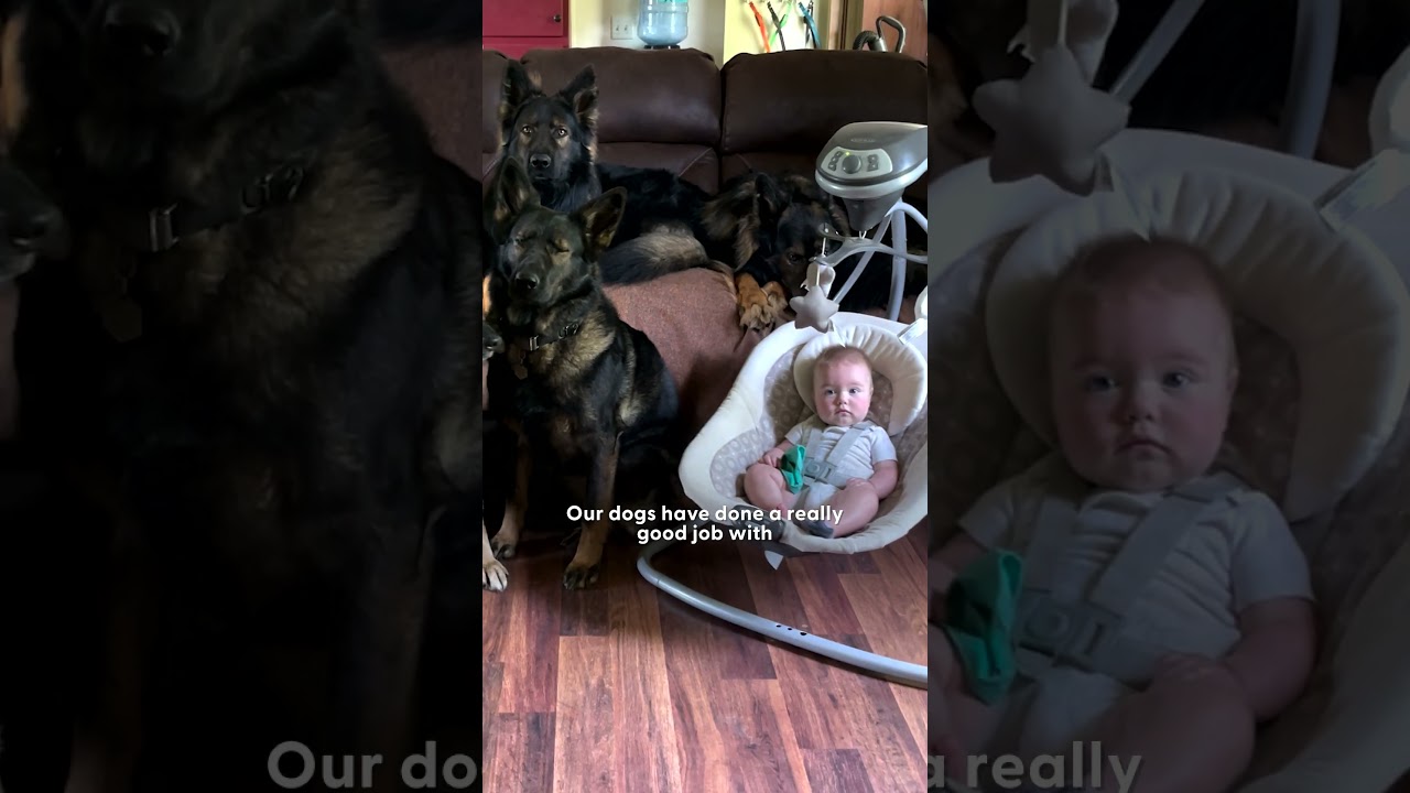 Baby Girl Is Being Raised By Six German Shepherds | The Dodo