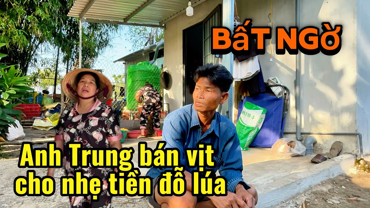 Bất ngờ anh Trung bán bớt bầy vịt để cho nhẹ tiền mua lúa đỗ cho vịt