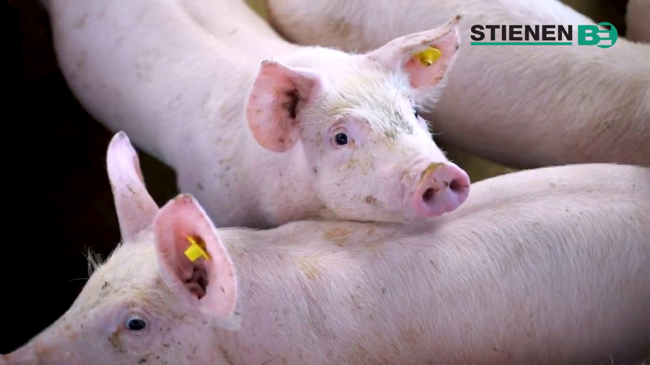 Klimaatoplossing Biggenstallen | StienenBE