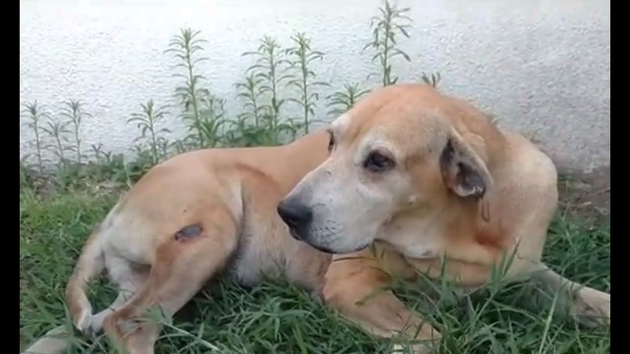 Murió Marco, el perro que esperó por 6 años a que su amo saliera del hospital