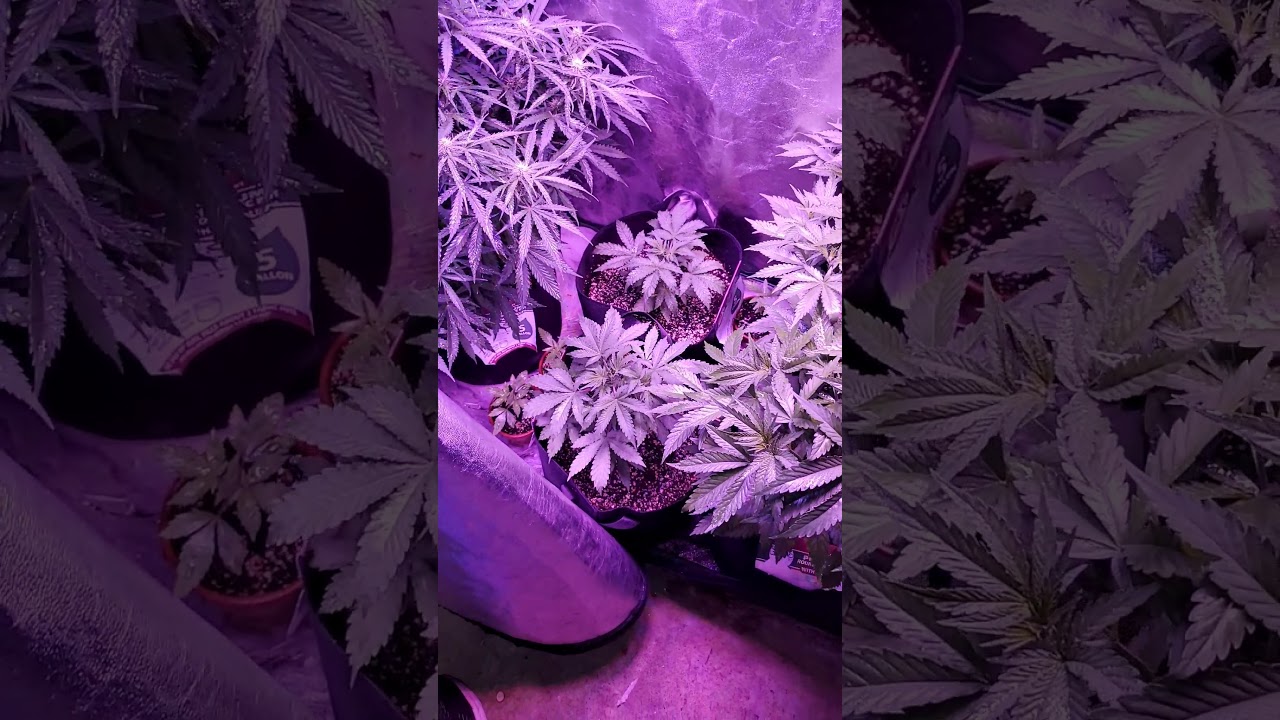 A Homegrow Photo period Experiment.  Outdoor grow in New England