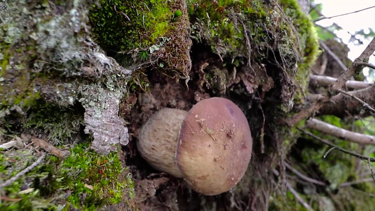 Camouflaged Porcini / Penny Bun / Boletus Edulis mushroom