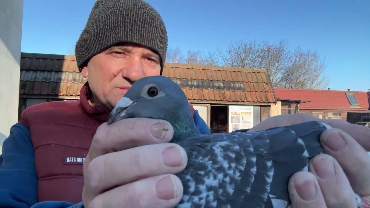 Gołębie Aardeny Machiel Buijk linia Dolle imbredy do rozpłodu 513016809 Artur Pawelec