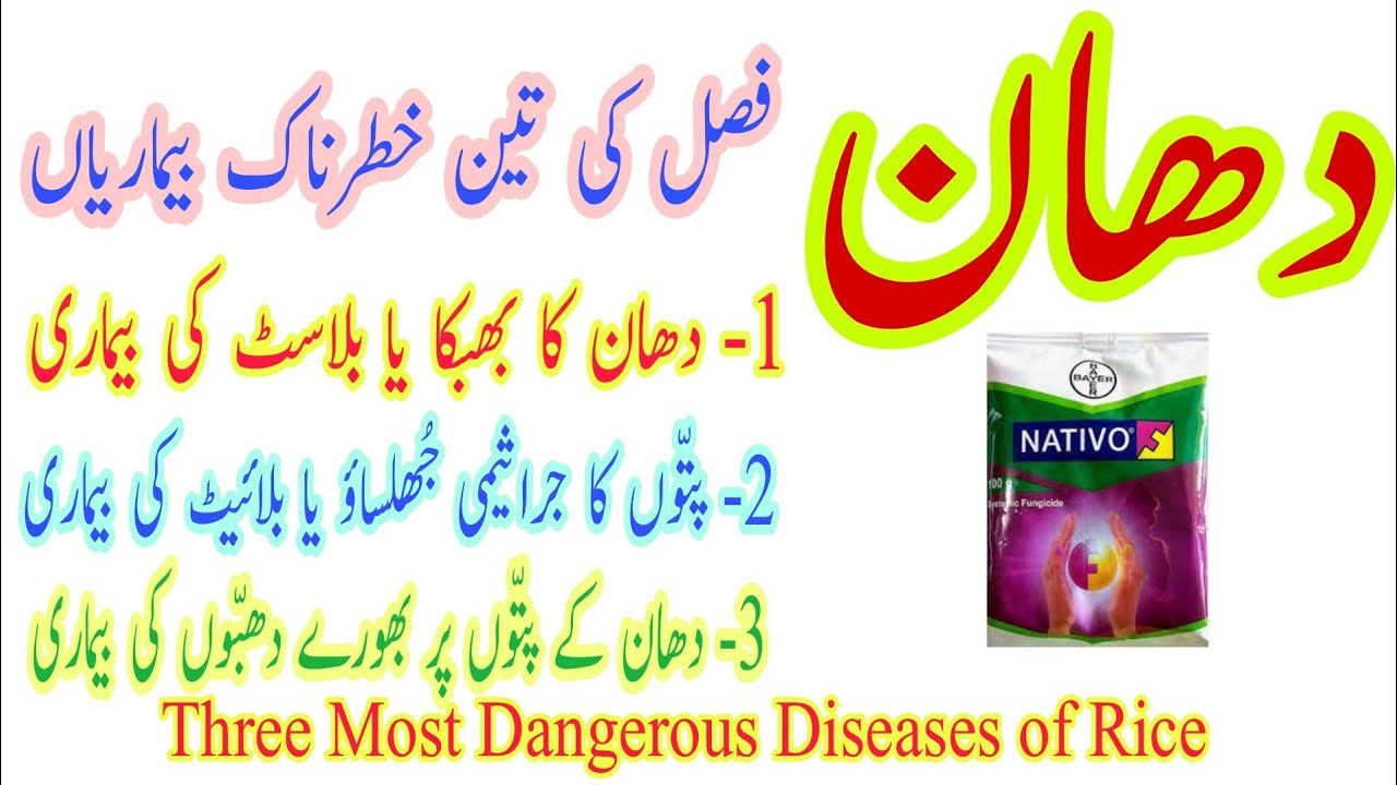 Most Dangerous Diseases & Control in Rice | دھان میں پھپھوندی اور بیکٹیریا والی بیماریوں کا کنٹرول
