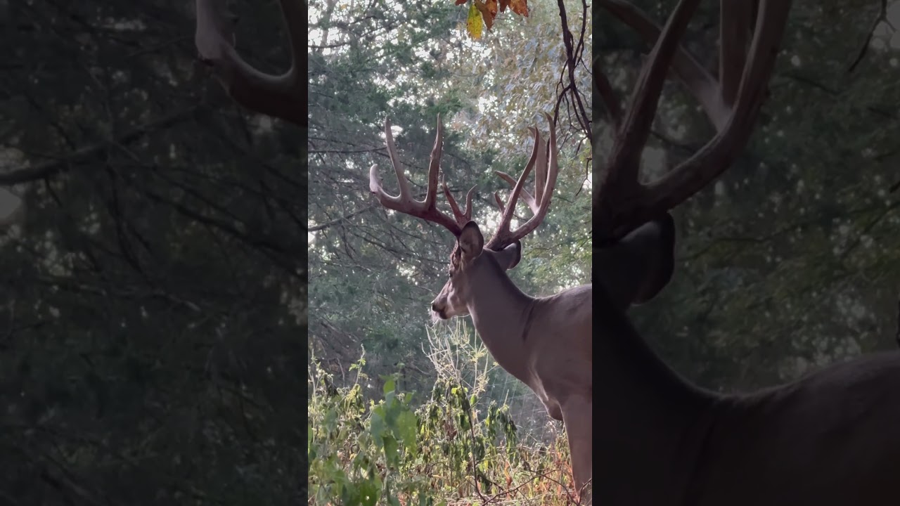 Giant buck ! #deer #deerhunting #hunting #gunhunting #whitetailhunting #safariclub