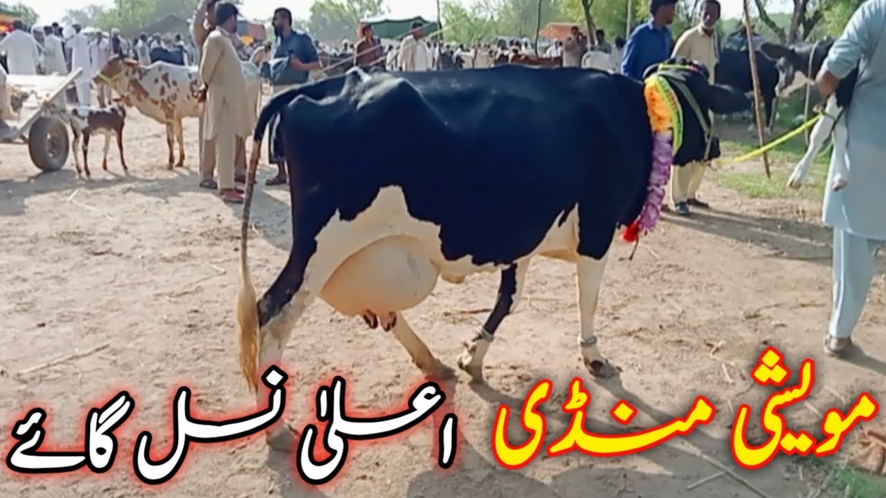 Moweshi Mandi | اعلیٰ نسل گائے | KhooJi MunDa