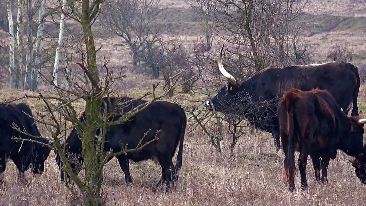 U koní a praturů v Milovicích