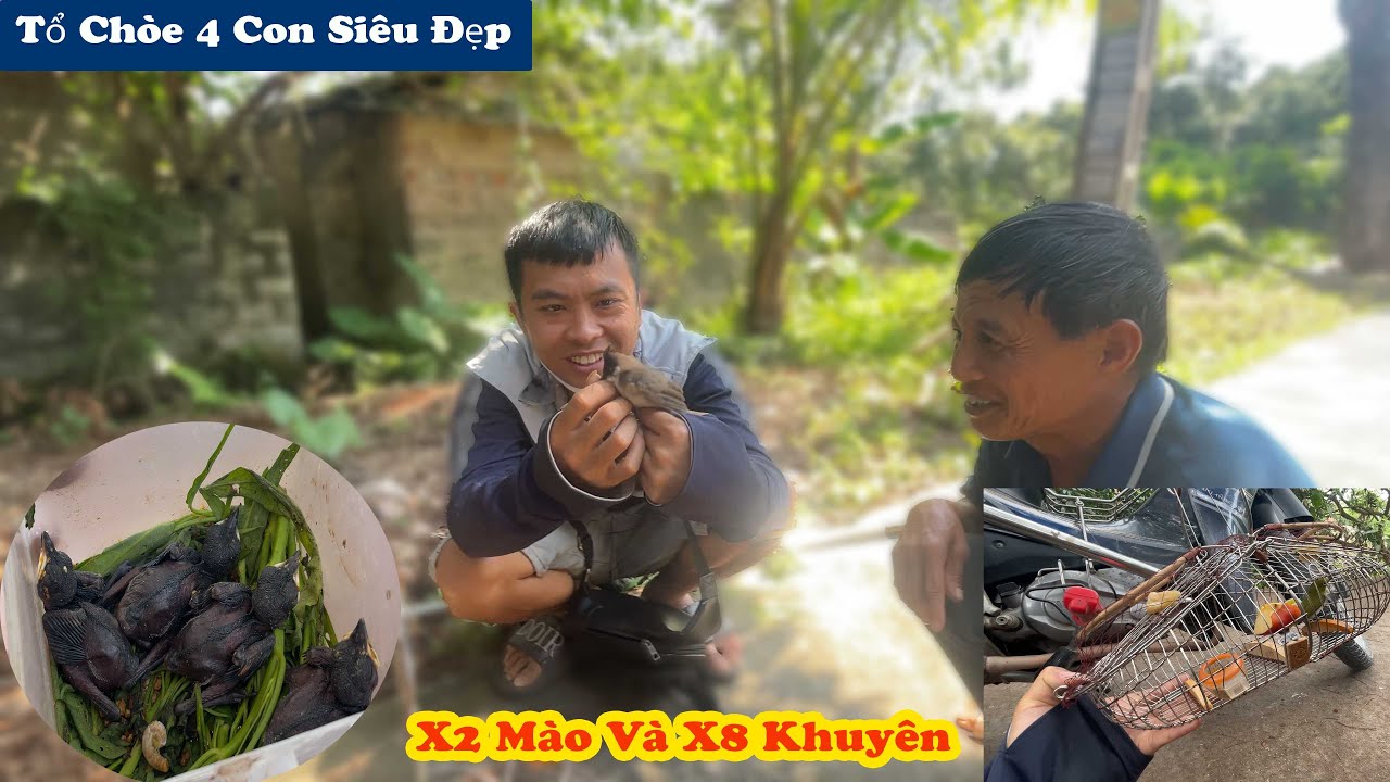 Bắt Gặp Tổ Chim To Khổng Lồ Và B ẫy Được Rất Nhiều Chim Bánh Tẻ // Chiến Ơi