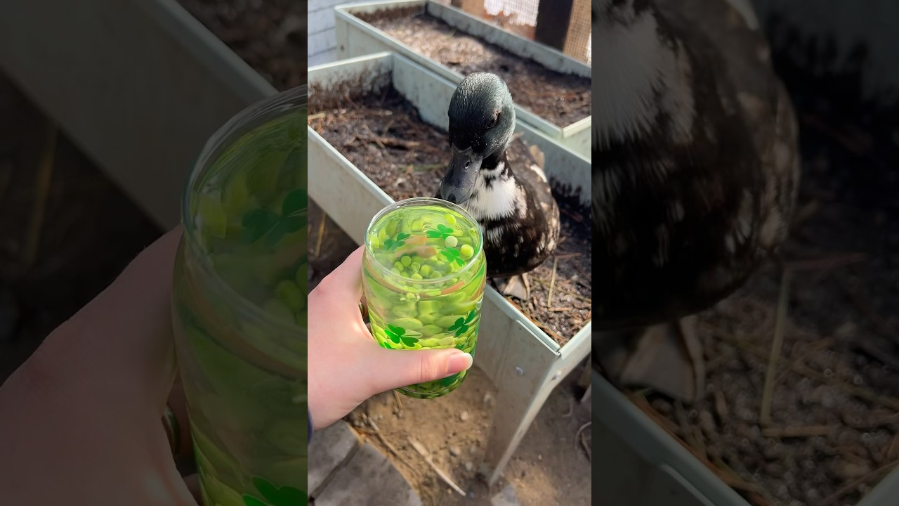 The ducks celebrated st pea-tricks day with one of their favorite treats! 🫛 🦆 #DunkinDucks #Ducks