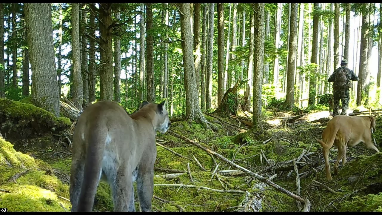 Mountain Lion compilation Western Washington state
