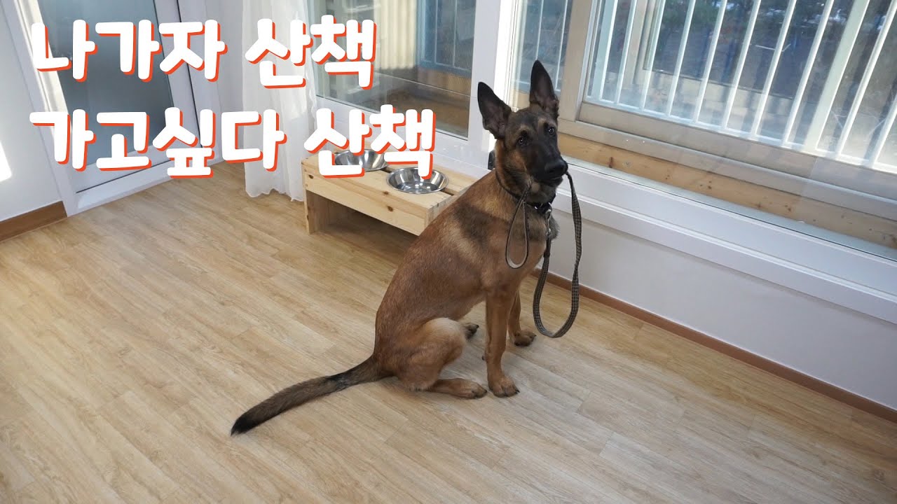 딸랑 10초만 산책 나갔다온 대형견 말리노이즈 시위 현장