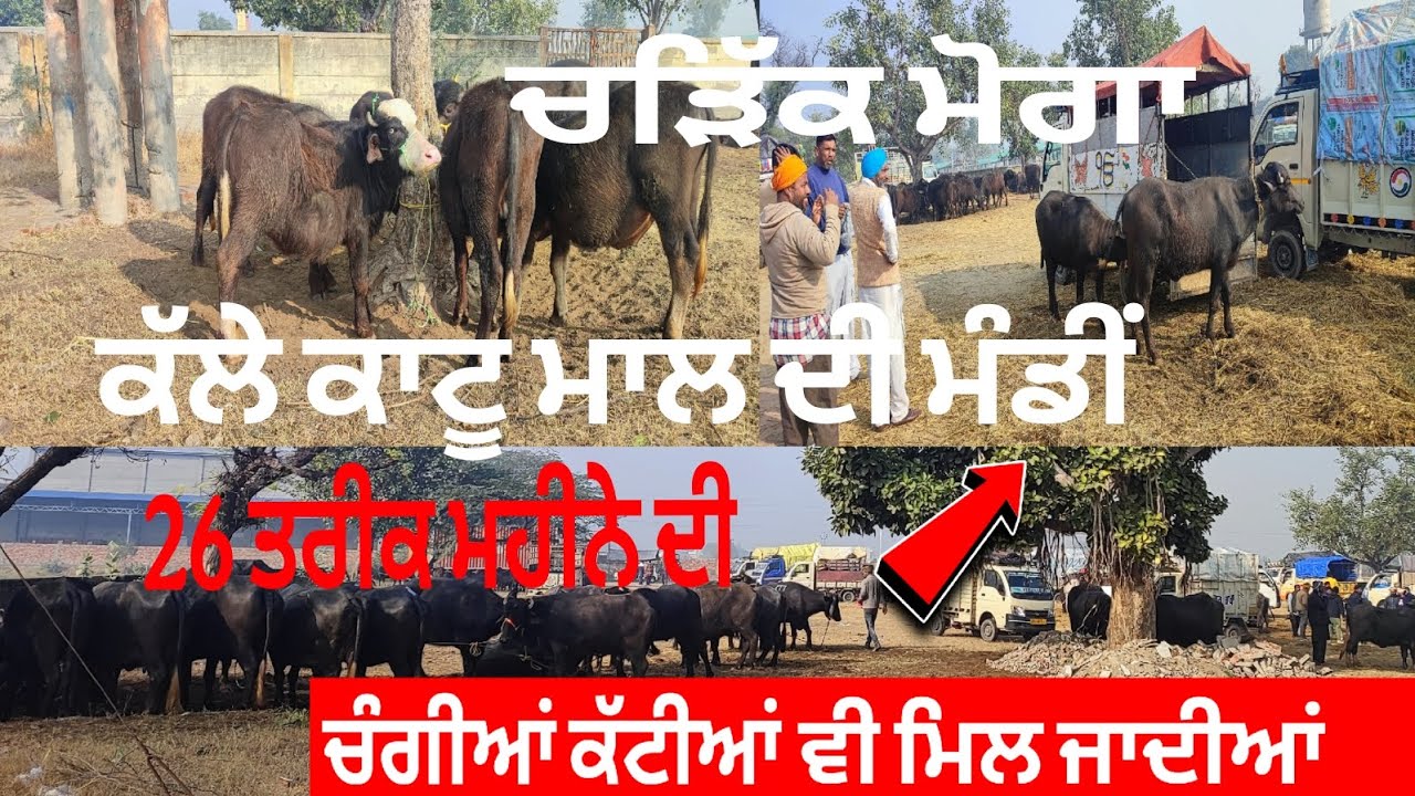 ਮੋਗਾ ਚੜਿੱਕ ਪਸ਼ੂ ਮੰਡੀ 26/12/2024 , Moga charik pashu mandi, ਕੱਟੀਆਂ ਵੀ ਮਿਲਦੀਆਂ ਬਹੁਤ/ heifers sale