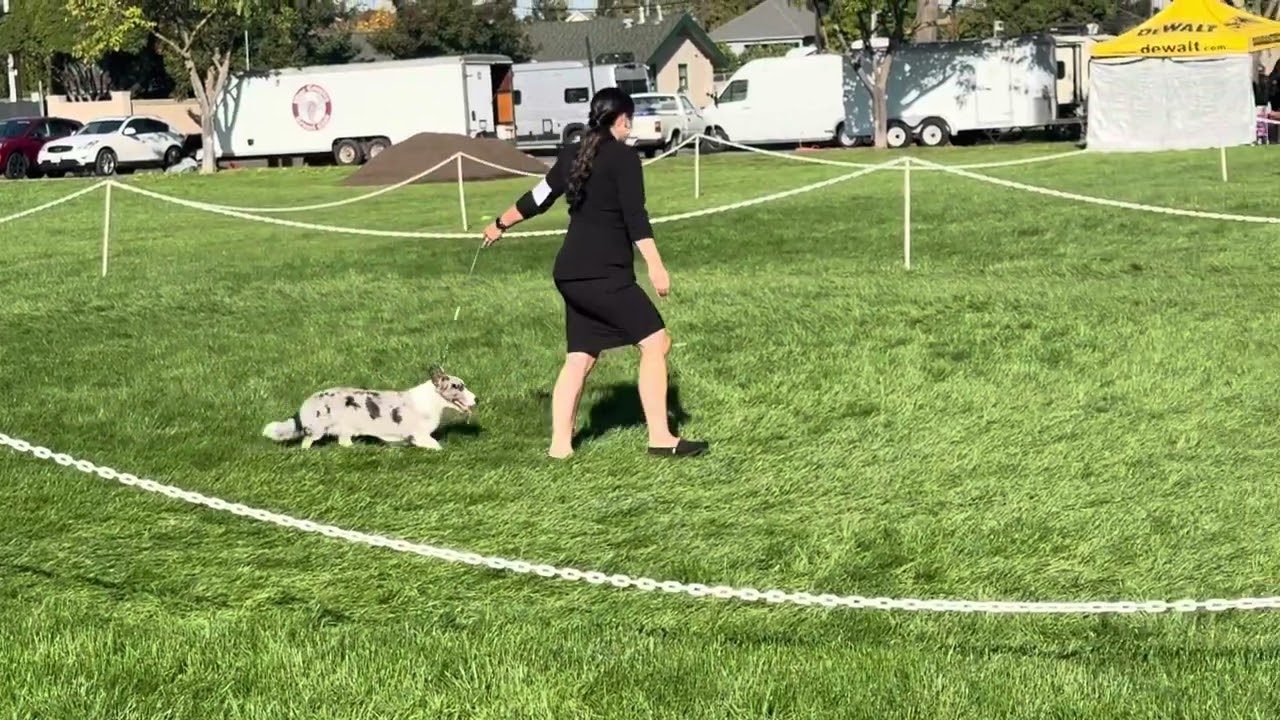 Baloo 14 months- Wine Country Kennel Club Dog Show Napa Saturday & Sunday