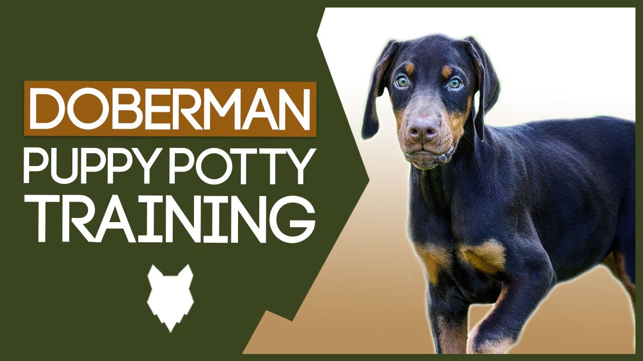 Дрессировка щенка добермана! Как приучить щенка добермана к туалету!