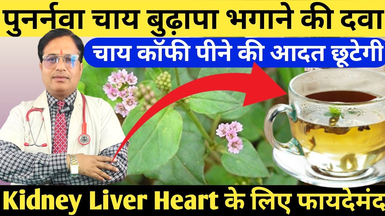 पुनर्नवा चाय बुढ़ापा दूर भगाने वाली दवा || पुनर्नवा के अनगिनत फायदे || Amazing Health Benefit of Pun