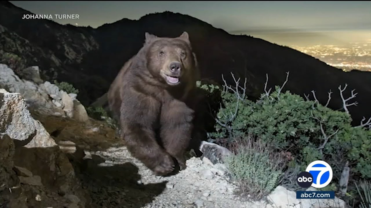 Photo of 'smiling' black bear looking over Pasadena becomes hit on social media