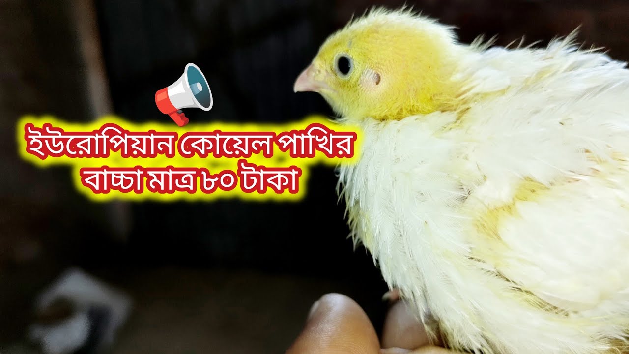 ইউরোপিয়ান কোয়েল পাখির একদিনের বাচ্চার দা ম মাত্র 🐦