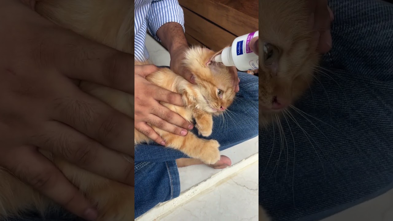 Persian Cat Ear Cleaning With Epiotic Ear Cleanser