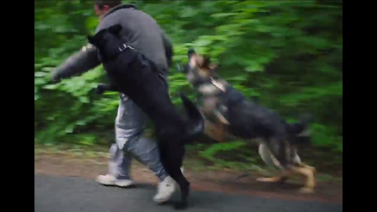 Personal Protection Dogs Working as One (German Shepherds + Belgian Malinois)