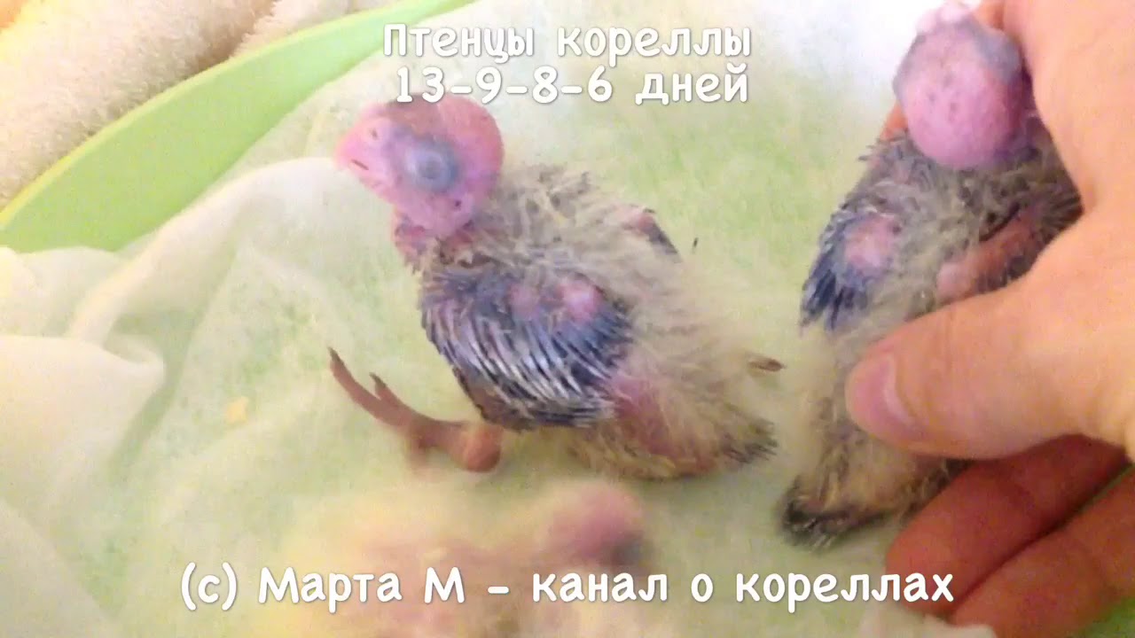 4-5 Птенцам 13-9-8-6 дн. Застукала Ричу. Корелла выщипывает птенцов в гнезде. асмр