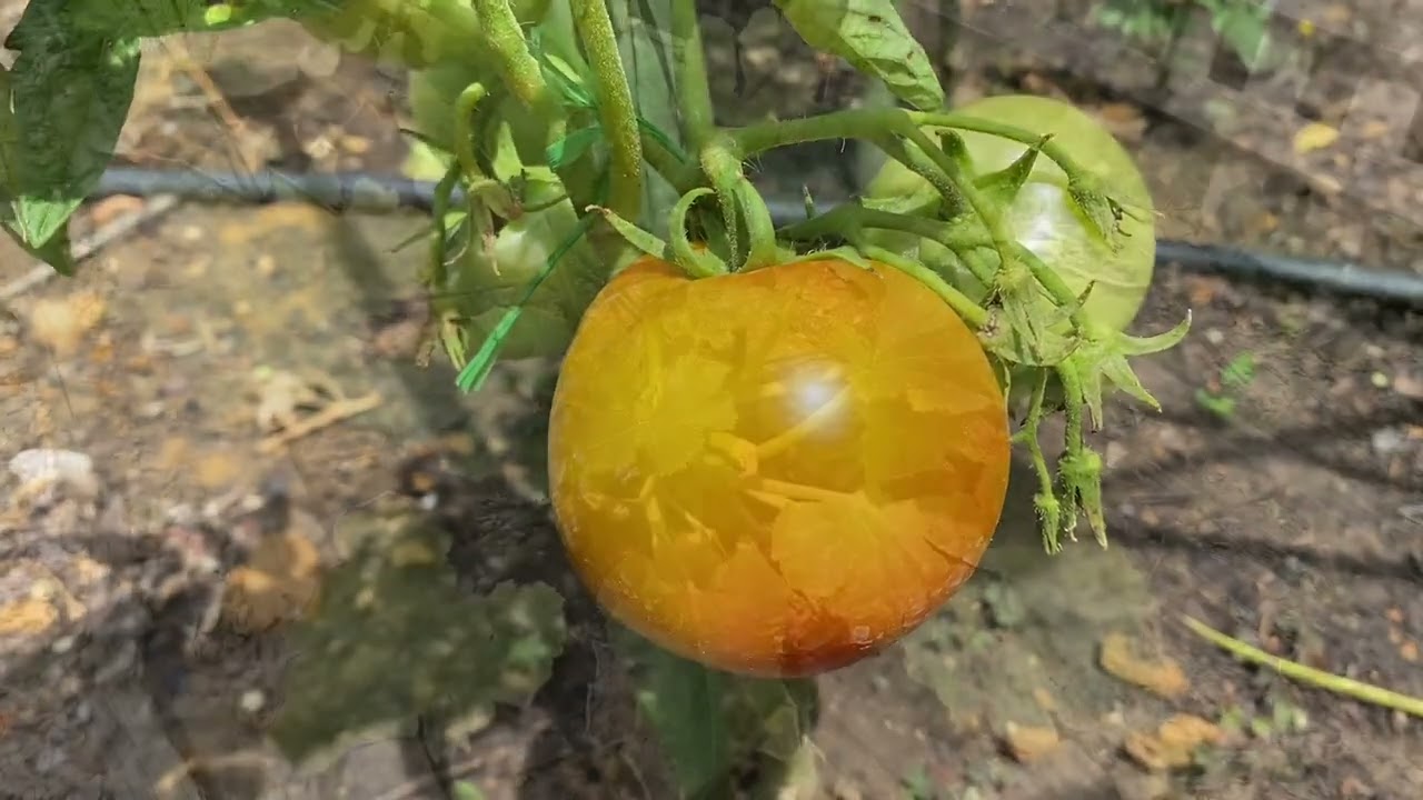 Paradicsom nyári ápolása