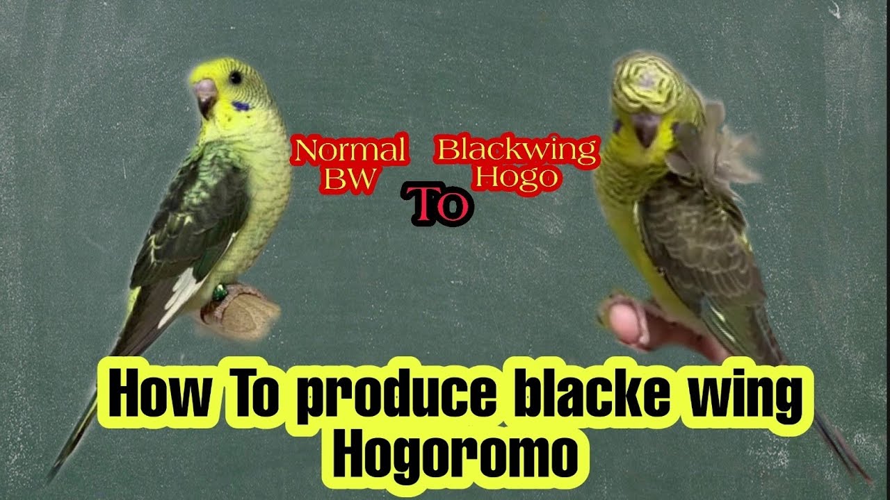 #budgies Rare Mutaion #blackwings Hogoromo working complete guide Urdu/hindi